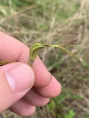 Caladenia tentaculata