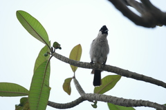 Pycnonotus aurigaster