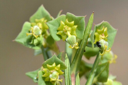 Euphorbia genistoides
