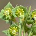 Euphorbia genistoides - Photo (c) Jan-Hendrik Keet, alguns direitos reservados (CC BY-NC), uploaded by Jan-Hendrik Keet