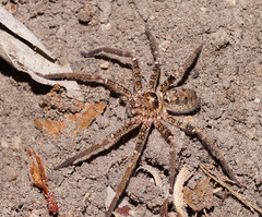 Heteropoda cervina