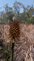 Kniphofia
