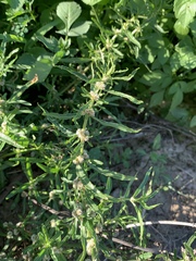 Alternanthera denticulata