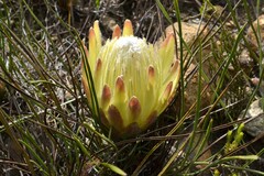 Protea scorzonerifolia