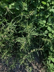 Alternanthera denticulata