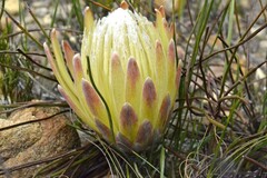 Protea scorzonerifolia