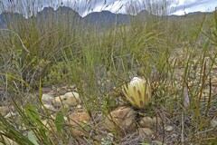 Protea scorzonerifolia