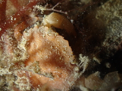 Liocarcinus pusillus