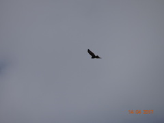 Buteo japonicus