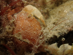 Liocarcinus pusillus