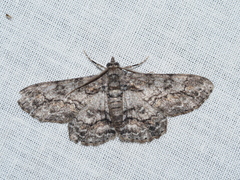 Cleora displicata