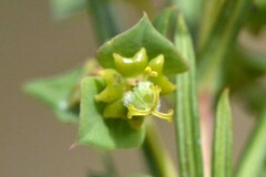 Euphorbia genistoides