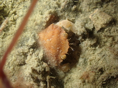 Liocarcinus pusillus
