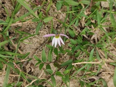 Lobelia chinensis