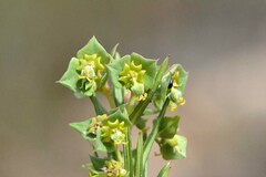 Euphorbia genistoides