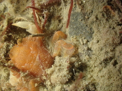 Liocarcinus pusillus