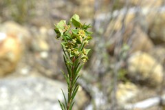 Euphorbia genistoides