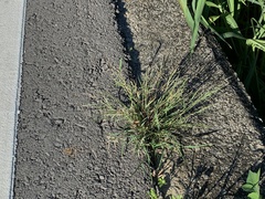 Eragrostis multicaulis
