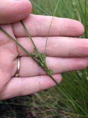 Carex inversa
