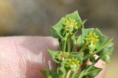 Euphorbia genistoides