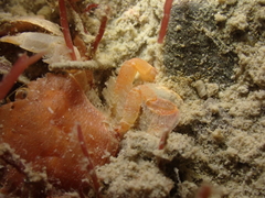 Liocarcinus pusillus