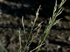 Eragrostis multicaulis