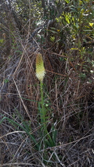 Kniphofia