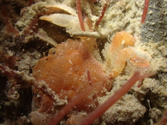 Liocarcinus pusillus