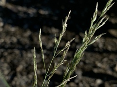 Eragrostis multicaulis