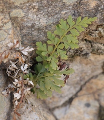 Asplenium adiantum-nigrum adiantum-nigrum