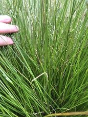 Carex inversa