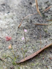 Utricularia minutissima