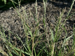 Eragrostis multicaulis