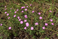 Dianthus chinensis