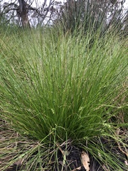 Carex inversa