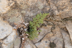 Asplenium adiantum-nigrum adiantum-nigrum