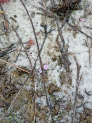 Utricularia minutissima