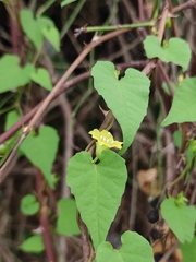 Merremia hederacea