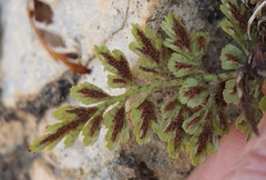 Asplenium adiantum-nigrum adiantum-nigrum