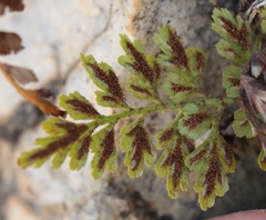 Asplenium adiantum-nigrum adiantum-nigrum