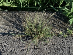 Eragrostis multicaulis
