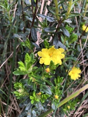 Hibbertia sericea