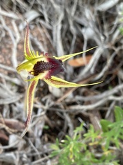 Caladenia stricta