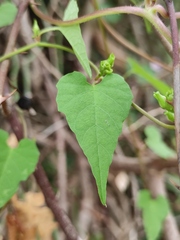 Merremia hederacea