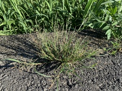 Eragrostis multicaulis
