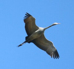 Anthropoides paradiseus