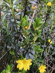 Hibbertia sericea