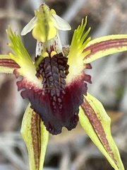 Caladenia stricta