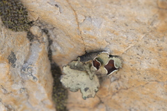 Xanthoparmelia hottentotta