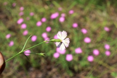 Dianthus chinensis